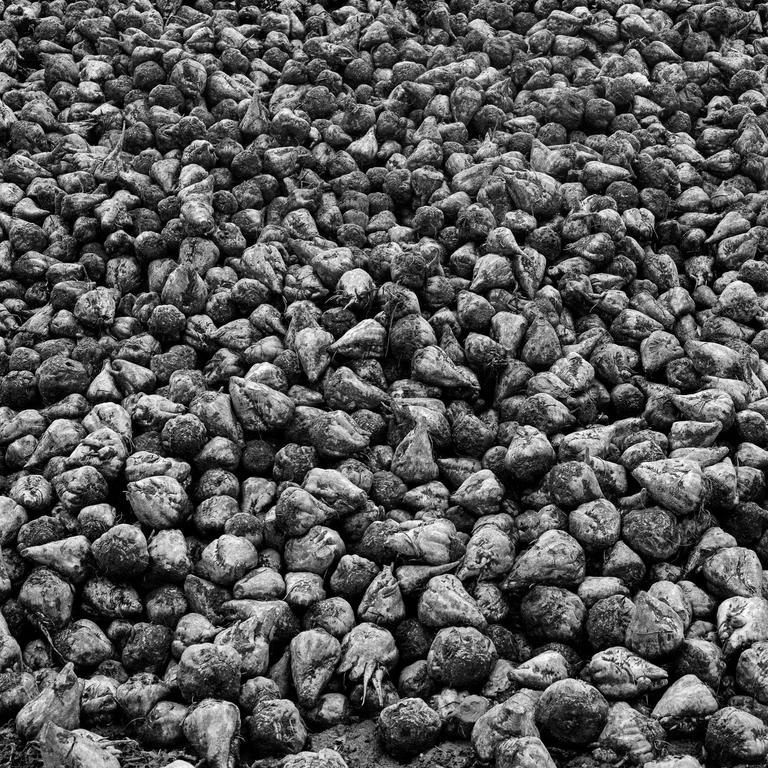 A large pile of beets fills the frame.