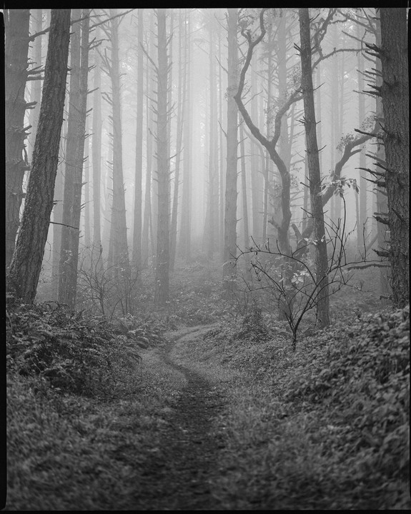 A narrow path winds through a dense, foggy forest with tall trees and undergrowth.