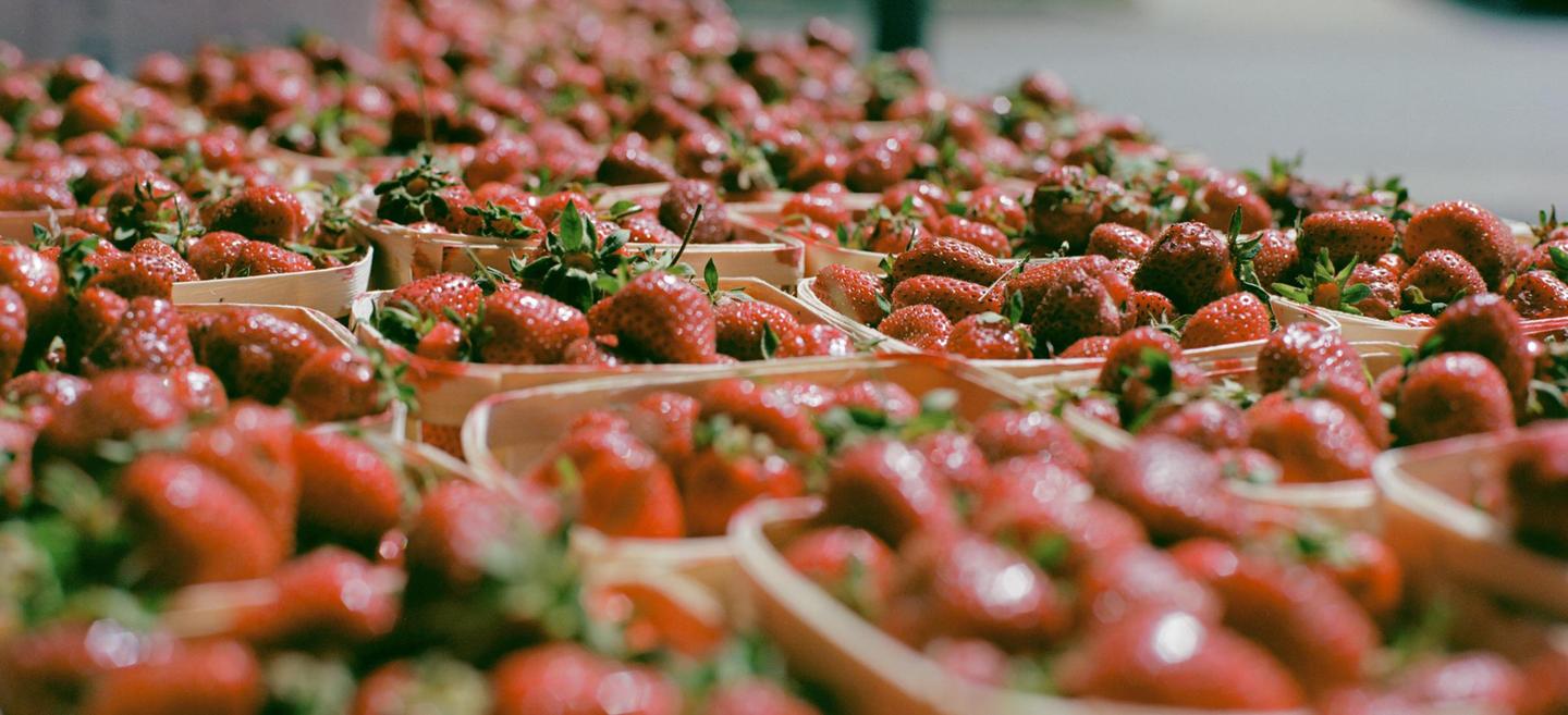 Many small baskets of fresh strawberries are arranged on a surface.
