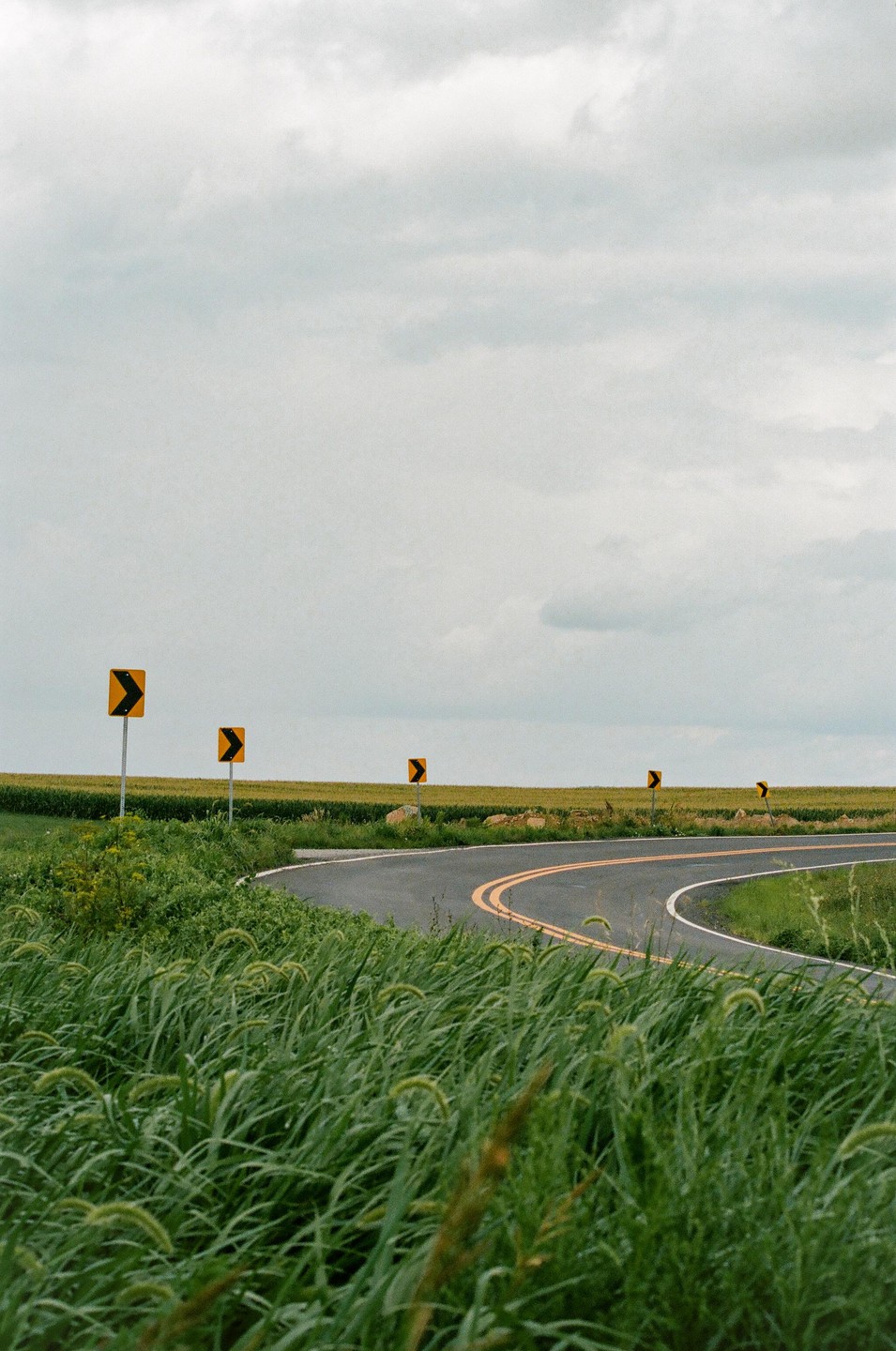 A winding road with yellow curve signs is surrounded by tall green grass and a field under a cloudy sky.