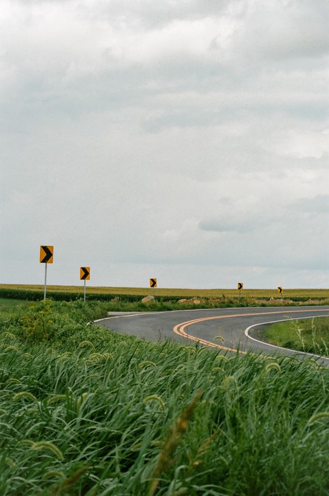 A winding road with yellow curve signs is surrounded by tall green grass and a field under a cloudy sky.