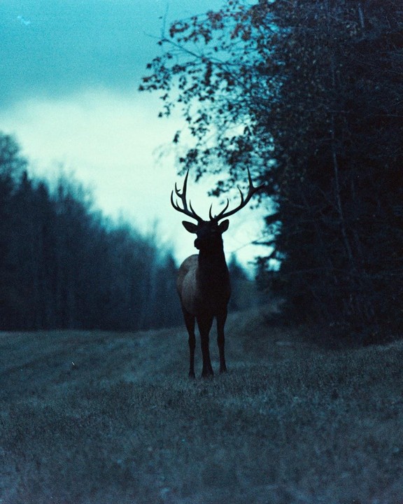 A silhouetted elk stands in a grassy field with trees in the background under a blue sky.