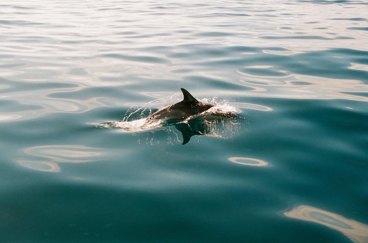 A dolphin swims through the water, creating a splash.