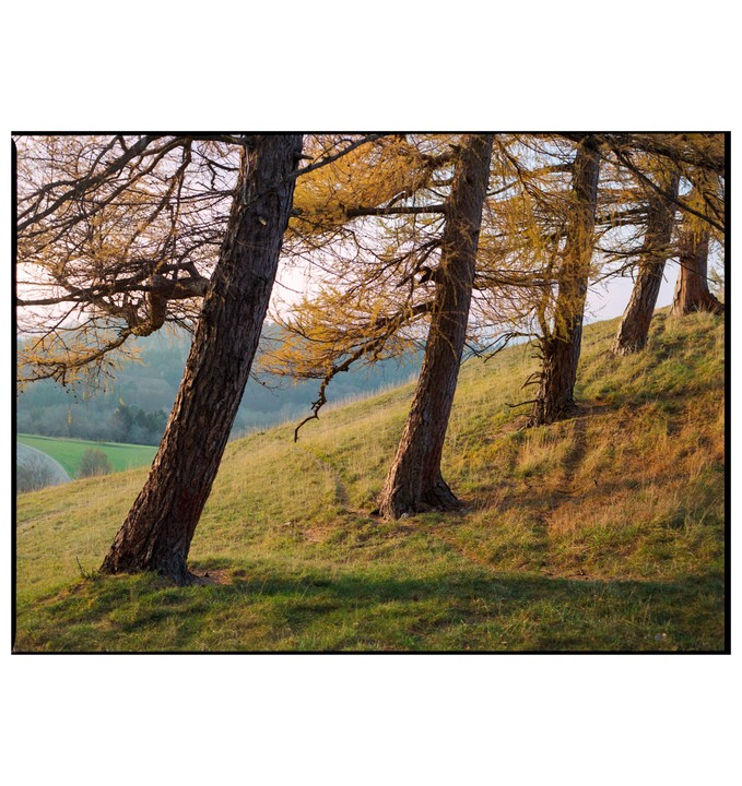 Several trees with yellow foliage lean on a grassy hillside under a bright sky.