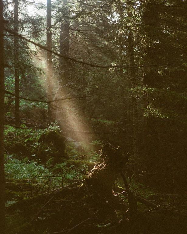 Sunlight streams through tall trees onto the forest floor.