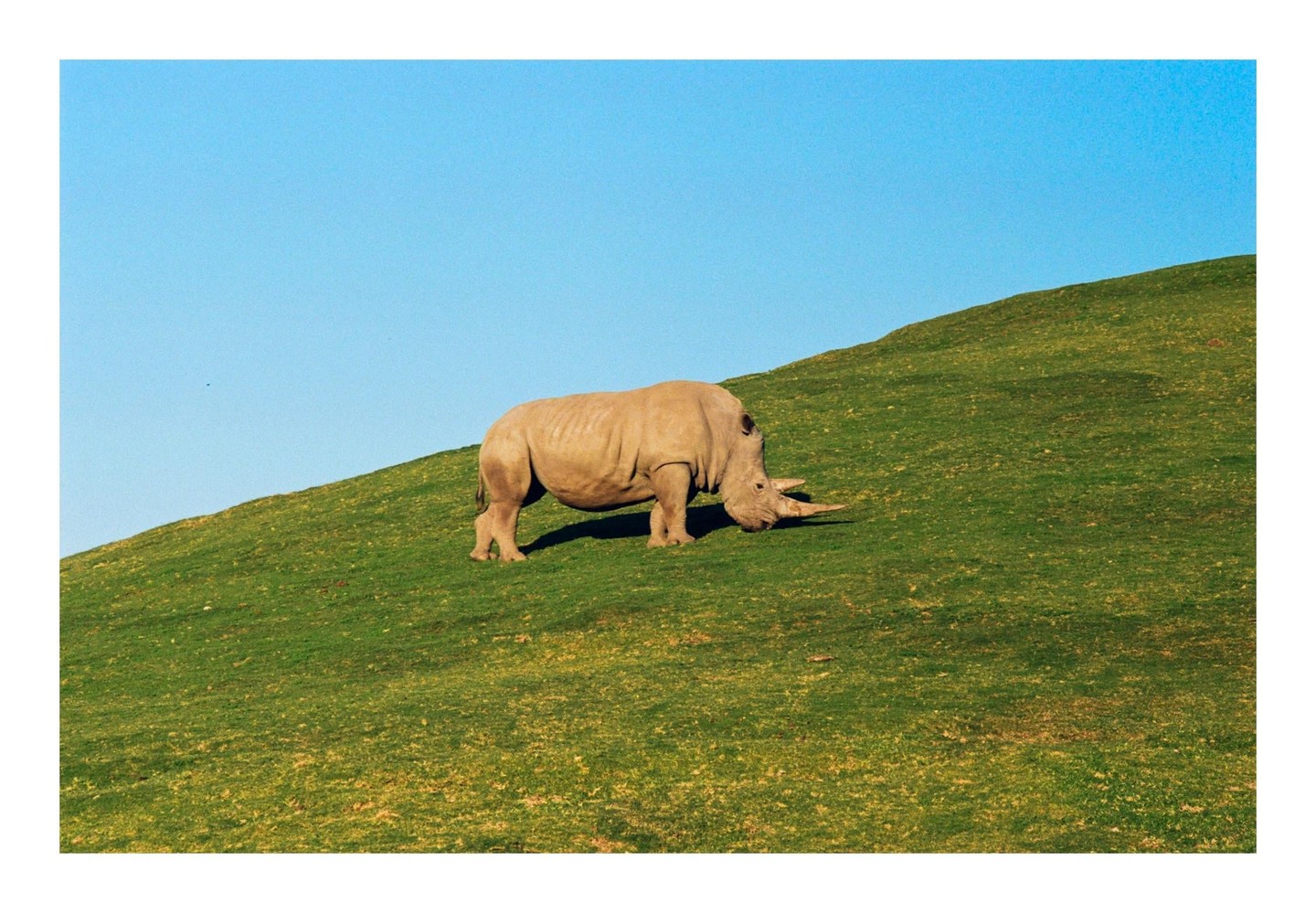 A rhinoceros grazes on a grassy hill under a clear blue sky.