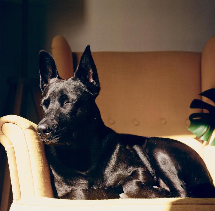 A black dog is resting on a yellow armchair with sunlight shining on its face.
