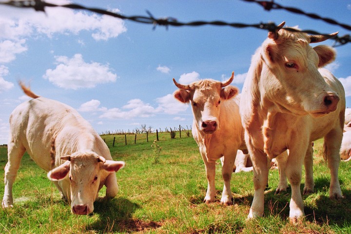 Three Charolais cows are in a grassy field under a blue sky with white clouds, with a barbed wire fence in the foreground.