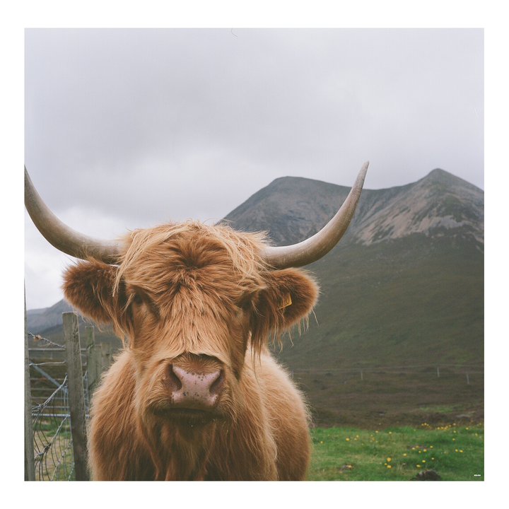 A highland cow with long horns and shaggy fur stands in a field with a mountain in the background.