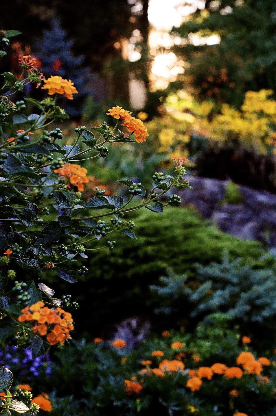 Orange flowers and green foliage are in the foreground with a bright light source in the background.