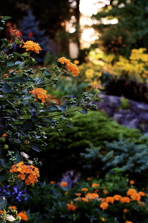 Orange flowers and green foliage are in the foreground with a bright light source in the background.