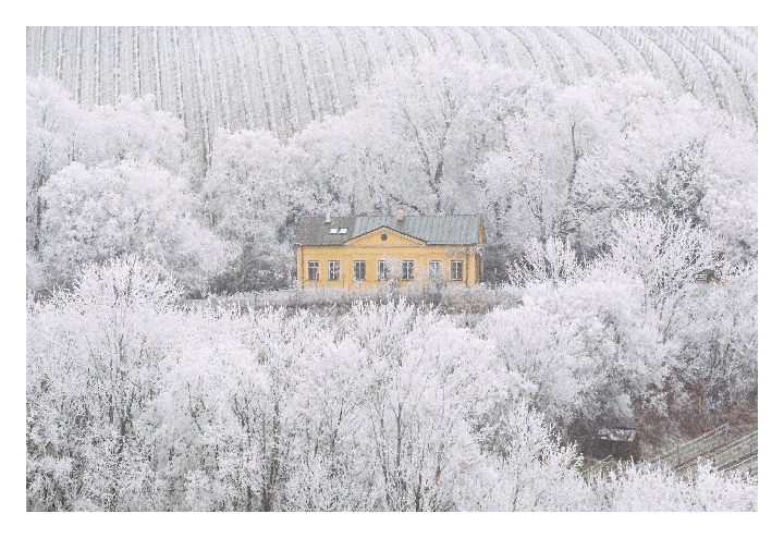 A yellow house is nestled among snow-covered trees with a field in the background.