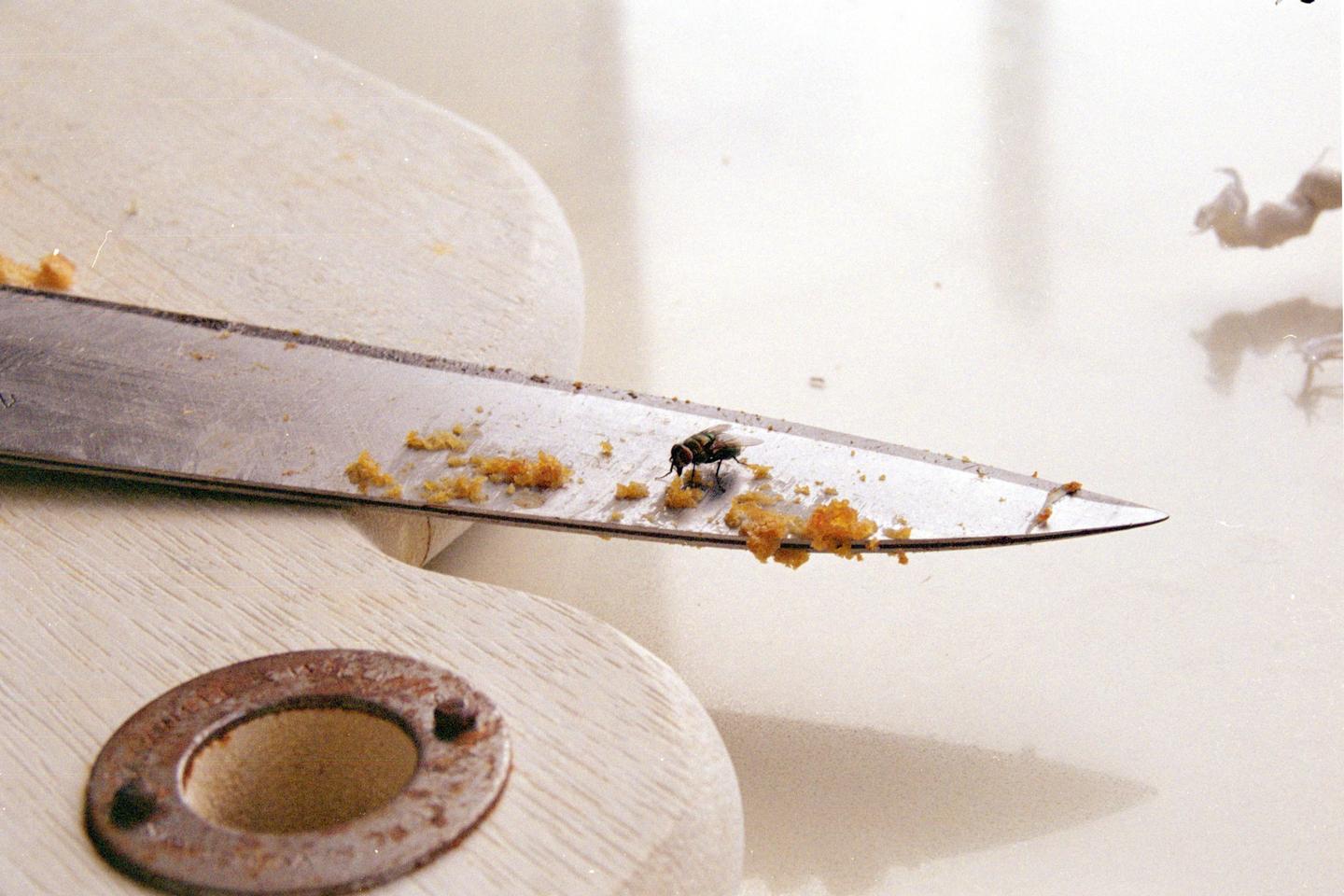 A fly sits on a knife covered in crumbs, next to a wooden cutting board.