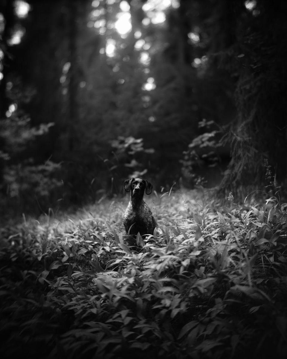 A dog sits in a forest clearing with bright light shining through the trees.
