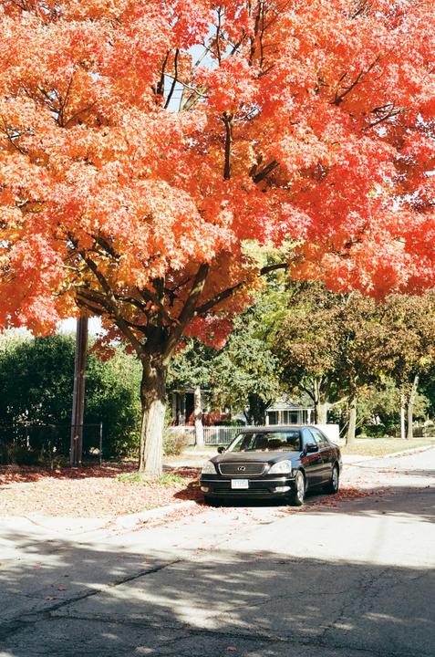 A black car is parked under a large tree with bright orange autumn foliage on a residential street.