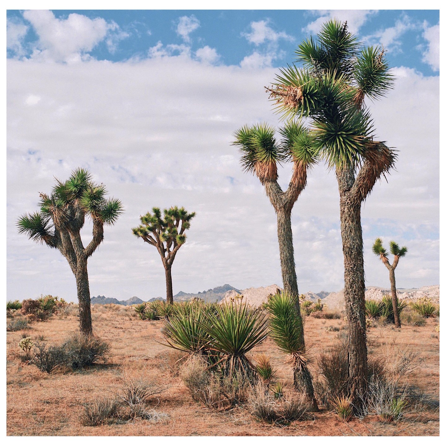 Several Joshua trees stand in a desert landscape under a partly cloudy sky.