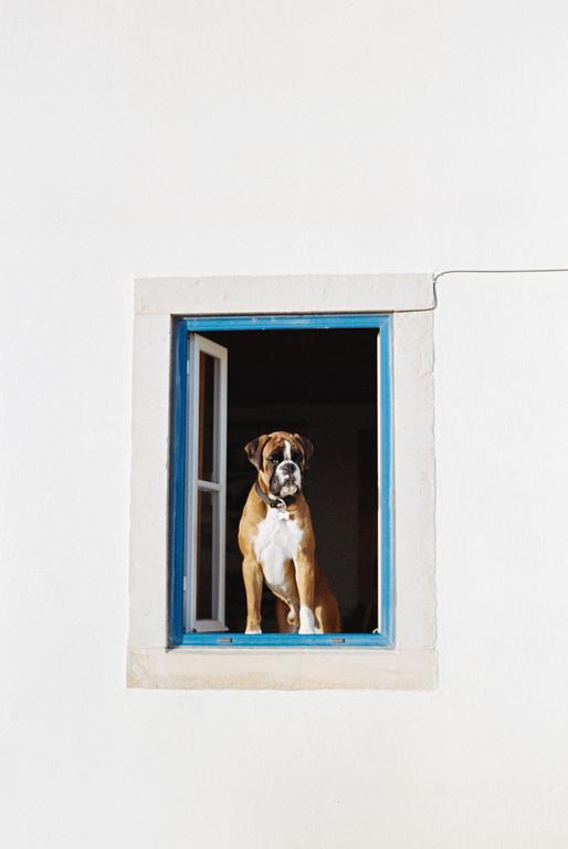 A boxer dog sits in a window with blue trim, looking out.