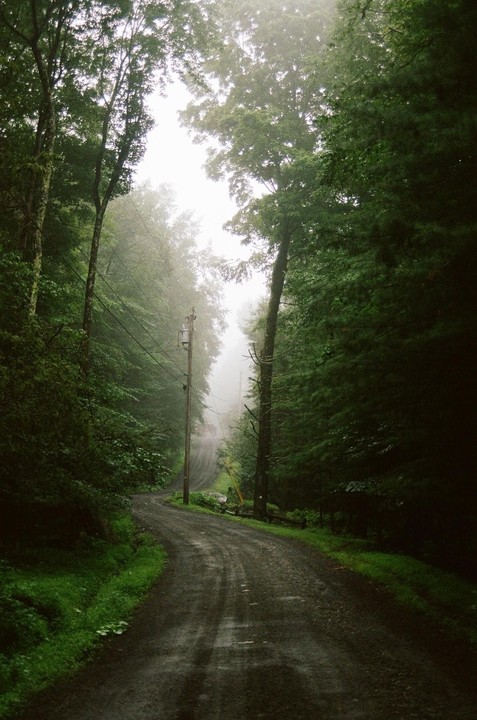 A winding dirt road leads through a dense forest on a hazy day.