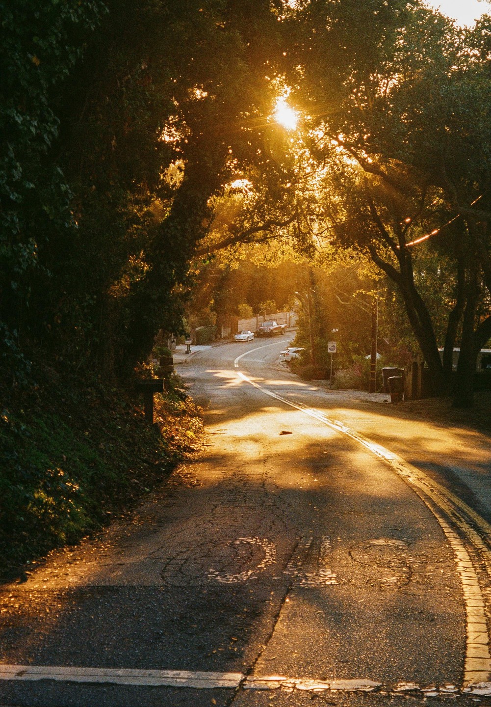 A winding road is illuminated by golden hour sunlight filtering through a canopy of trees.