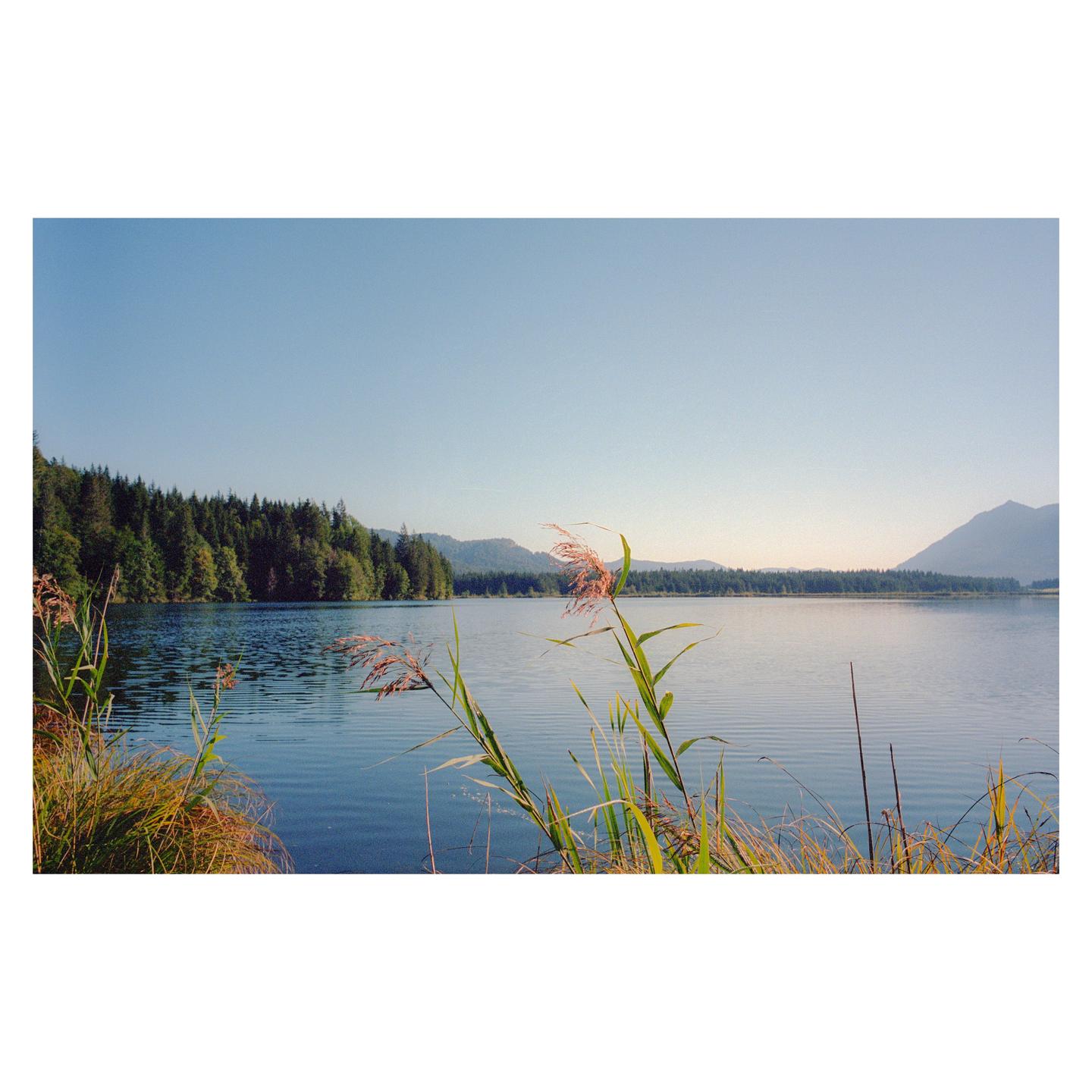 Tall grasses grow along the edge of a lake surrounded by a forest and mountains under a clear sky.
