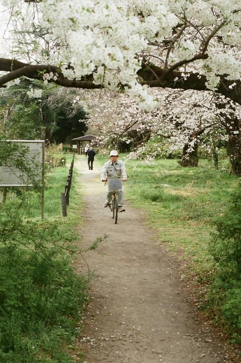 A man rides a bicycle on a dirt path lined with cherry trees in bloom.
