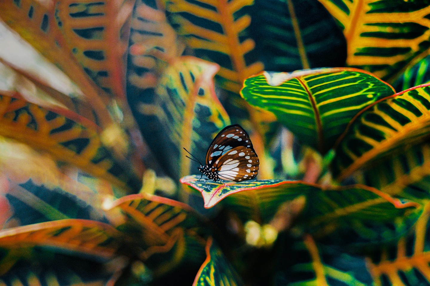 A butterfly with brown, white, and blue wings rests on a green and yellow leaf.