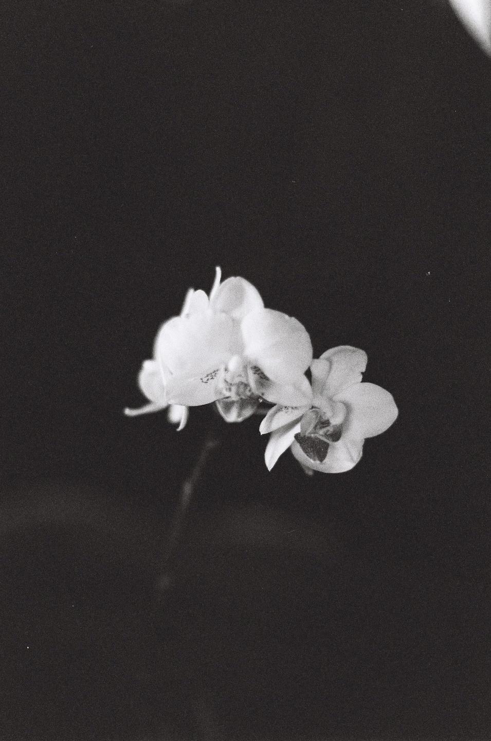 Three orchid blossoms are visible against a dark background.