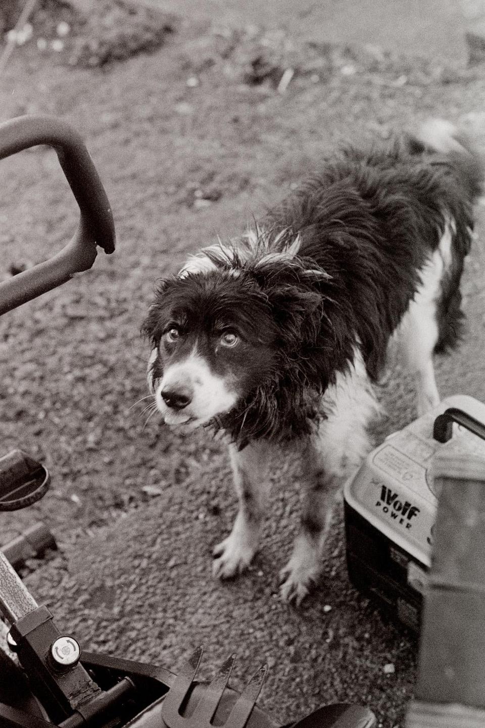 A black and white dog with shaggy fur looks up at the viewer, standing next to a tool box and gardening tools.