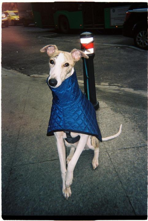 A whippet wearing a blue quilted coat stands on a sidewalk next to a bollard.