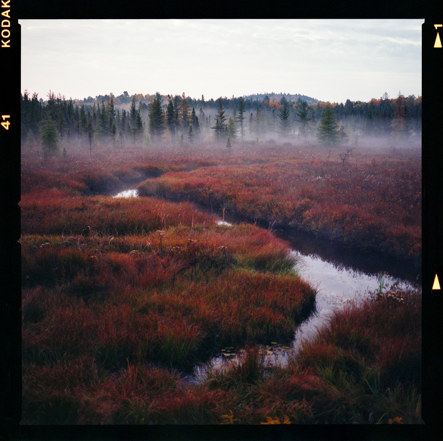 A winding stream flows through a marsh with red and green foliage, with a line of trees in the background partially obscured by fog.