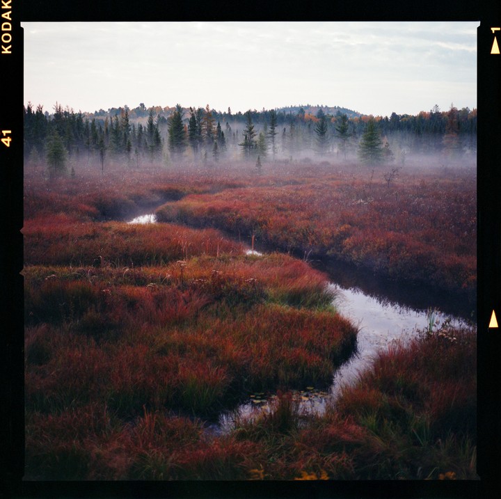 A winding stream flows through a marsh with red and green foliage, with a line of trees in the background partially obscured by fog.