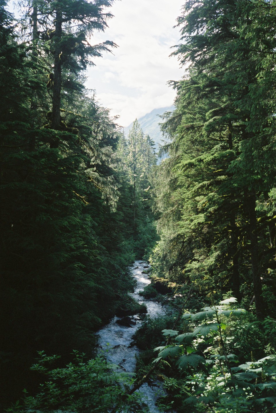 A narrow river flows through a dense forest with tall evergreen trees and lush undergrowth.