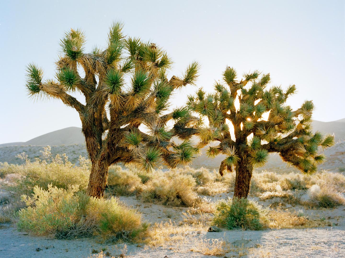 Two joshua trees stand in a desert landscape with mountains in the background.