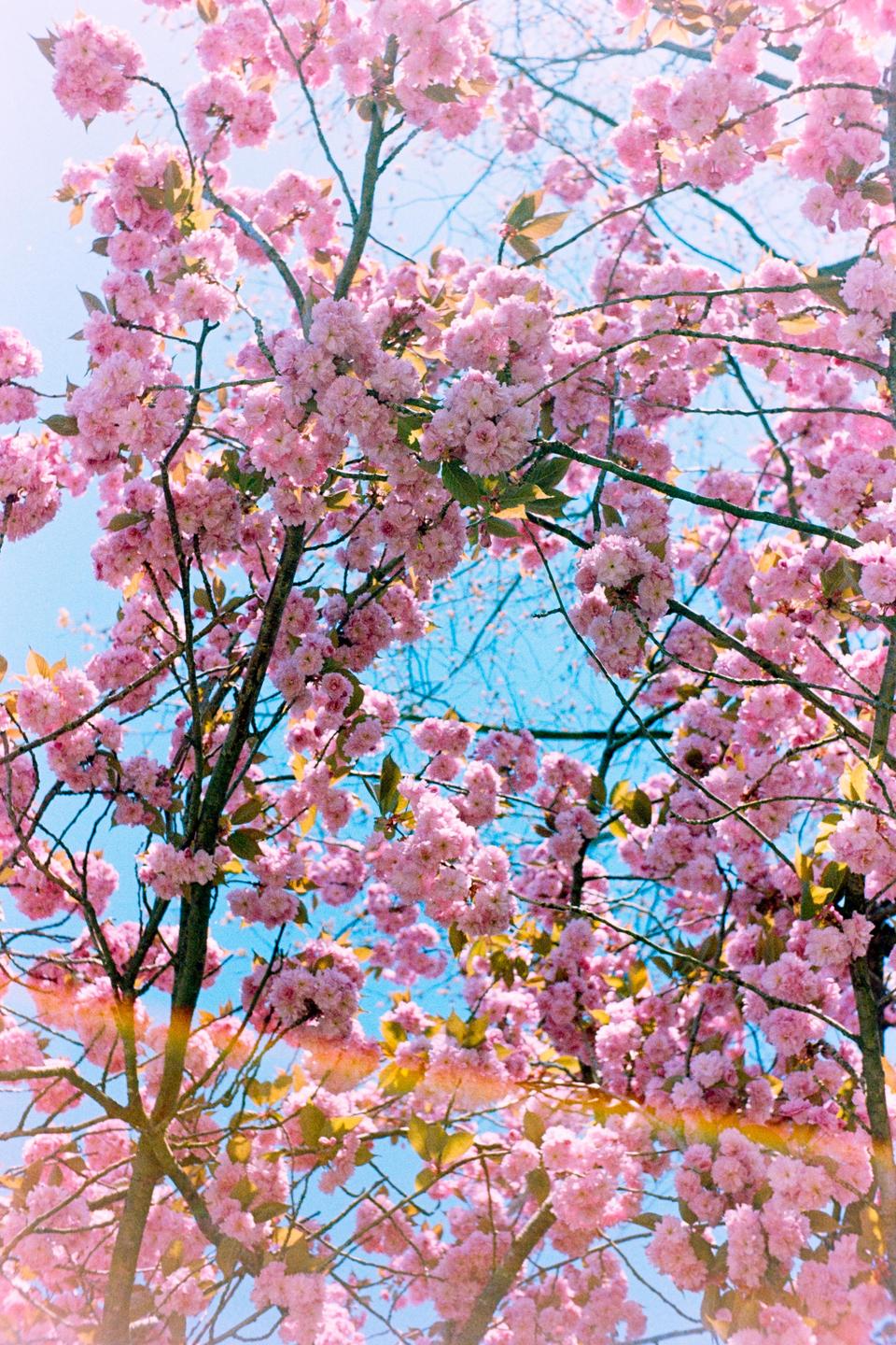 Pink cherry blossoms fill the frame against a bright blue sky.