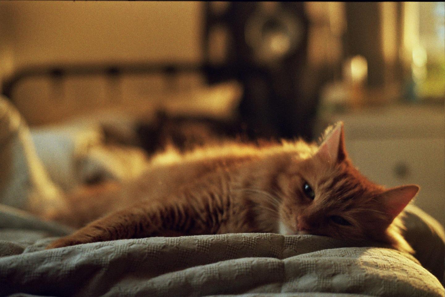 An orange cat is lying on a textured blanket, looking towards the viewer.