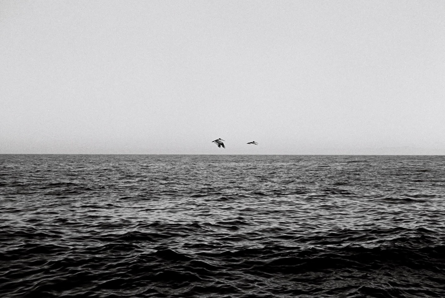 Two birds fly over a vast expanse of ocean under a bright sky.