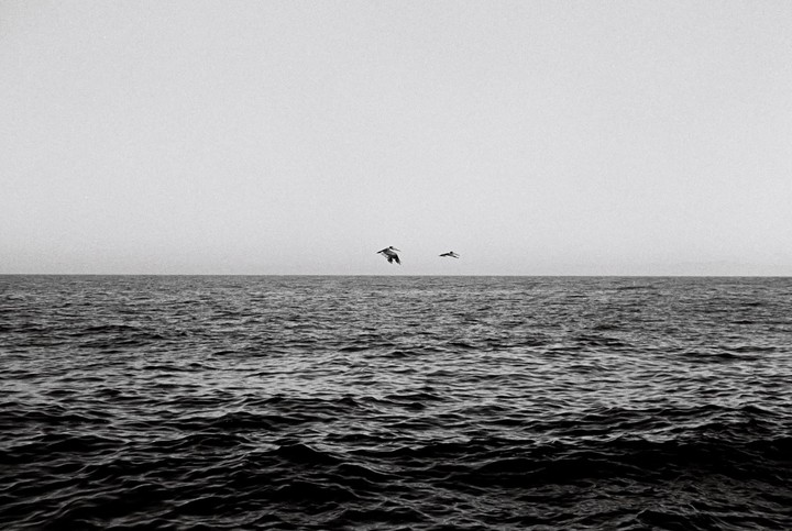 Two birds fly over a vast expanse of ocean under a bright sky.