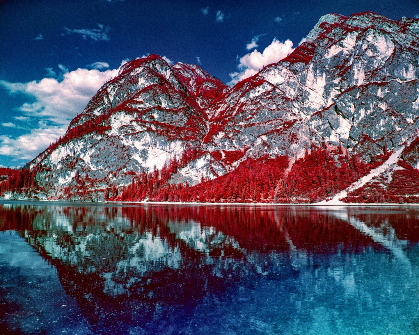 Red trees and white mountains are reflected in a blue lake under a blue sky with white clouds.