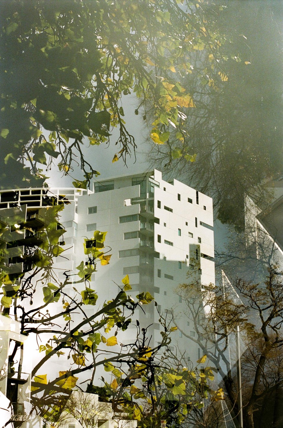 A white building with many windows is visible through a tangle of tree branches and leaves.
