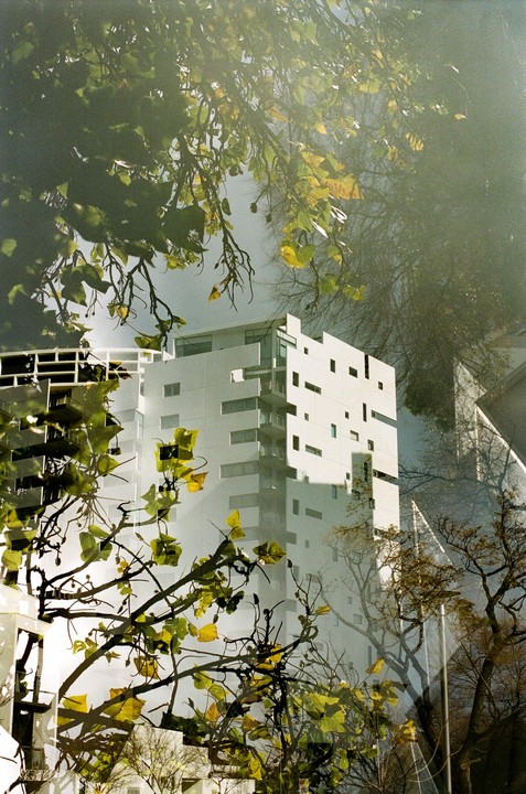 A white building with many windows is visible through a tangle of tree branches and leaves.