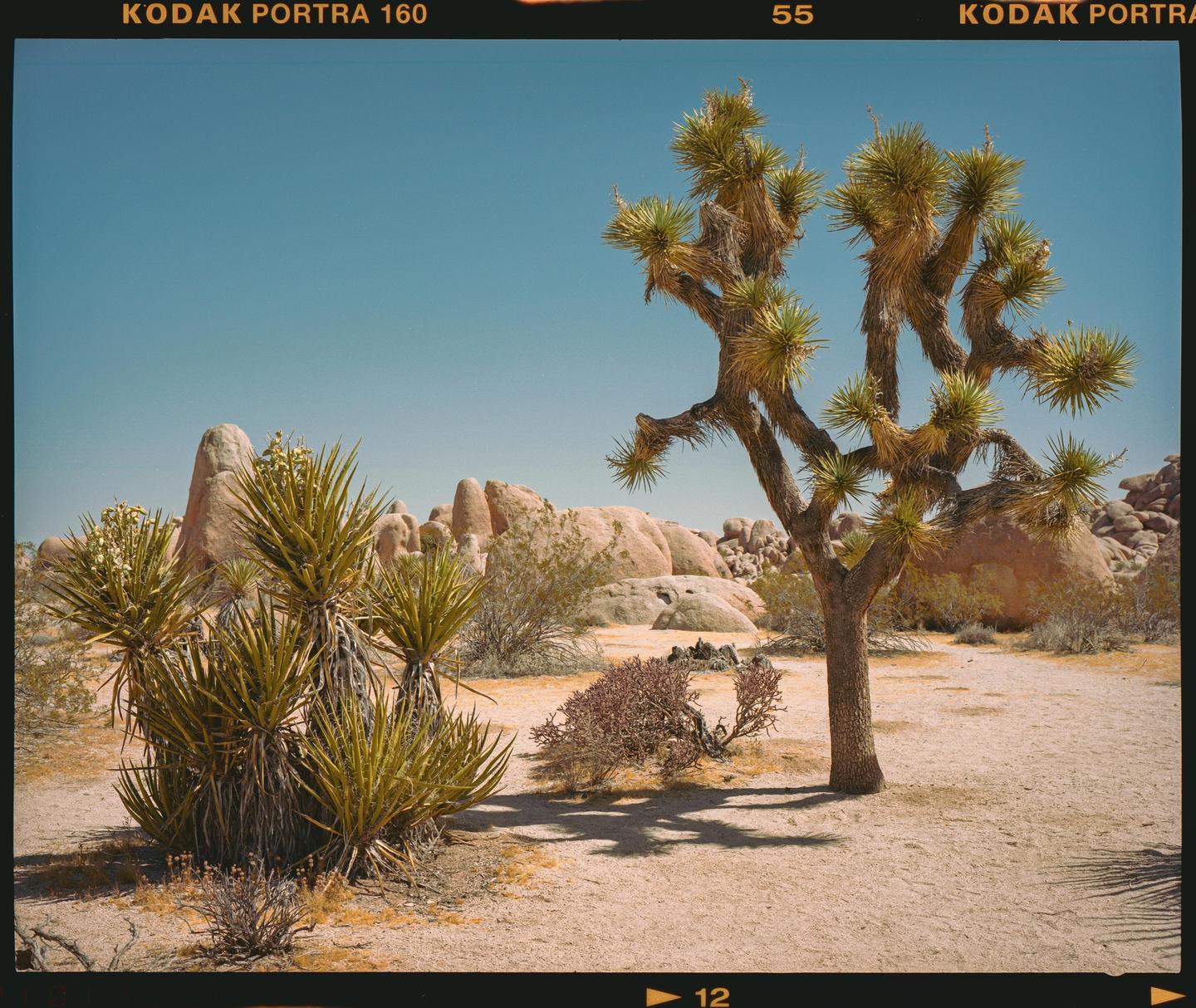 A Joshua tree and other desert plants grow in a rocky, arid landscape under a clear sky.