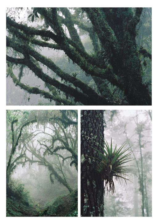 Three images show a cloud forest with moss-covered trees and an epiphyte growing on a tree trunk.
