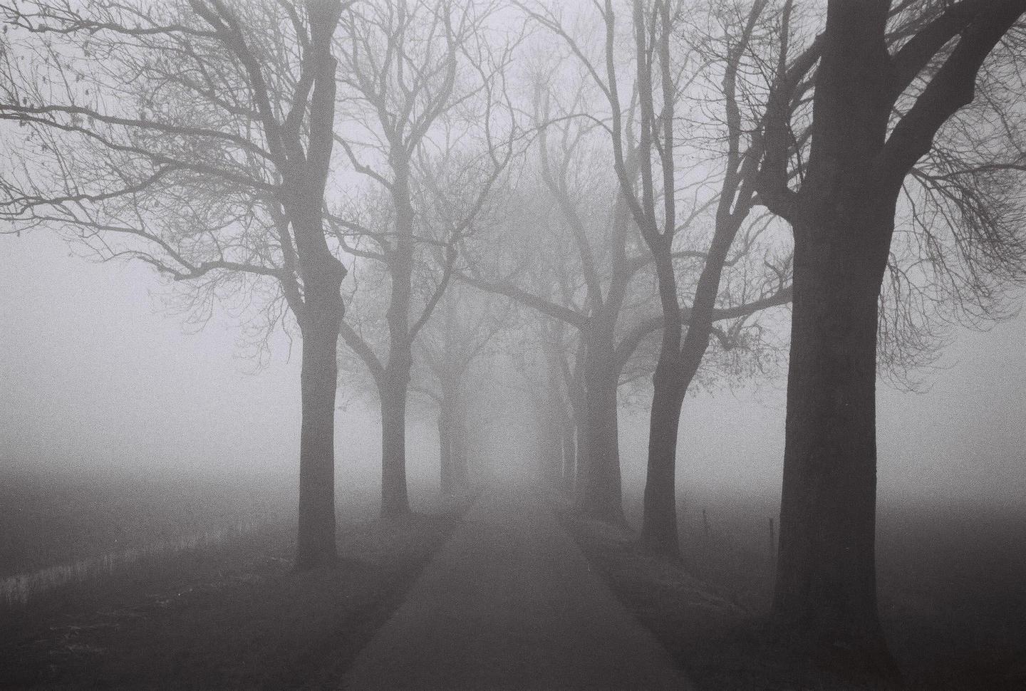 A narrow road disappears into a thick fog, lined on both sides by tall, bare trees.