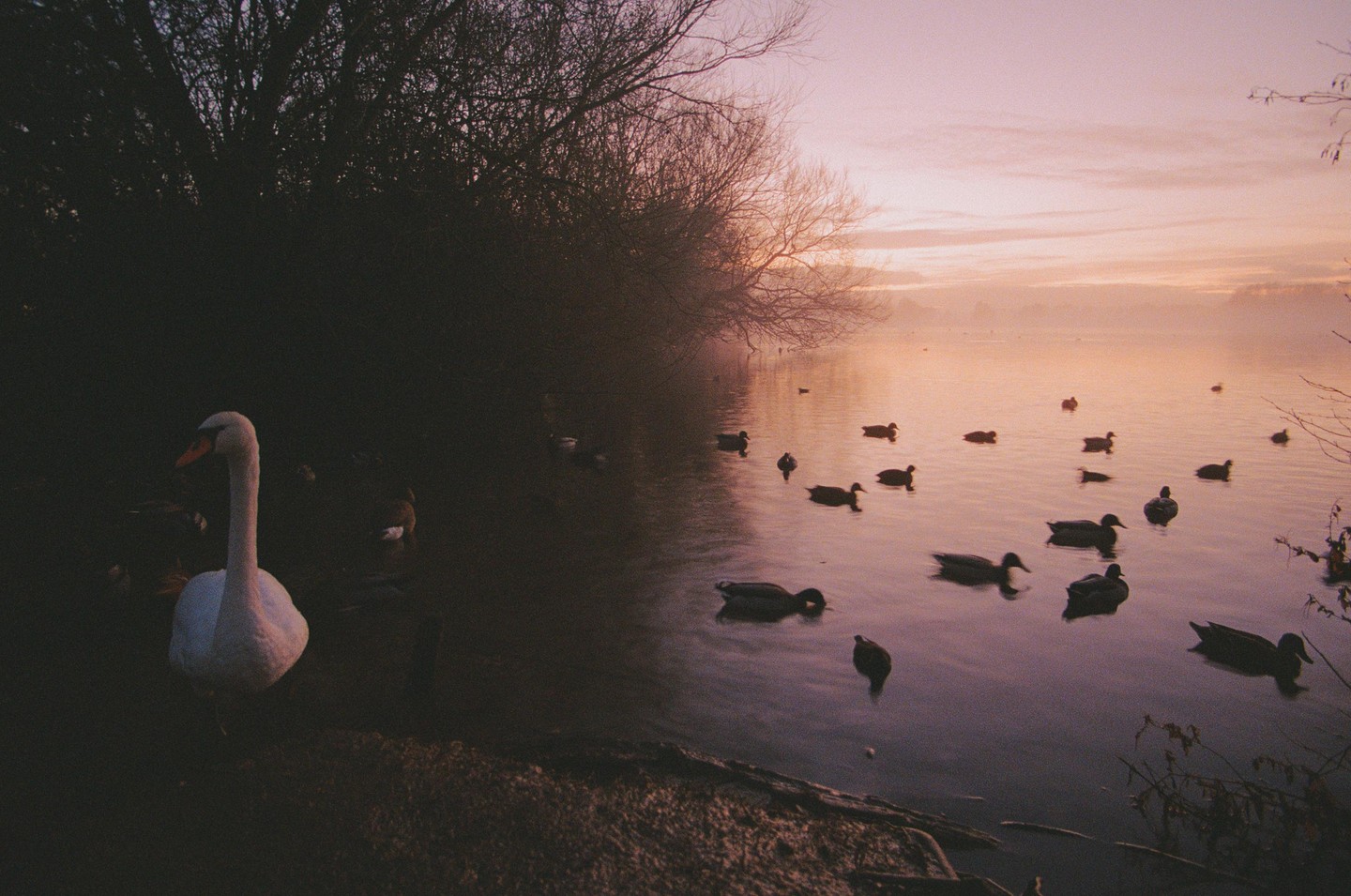 A swan stands on the shore of a lake with many ducks swimming in the water at dusk.