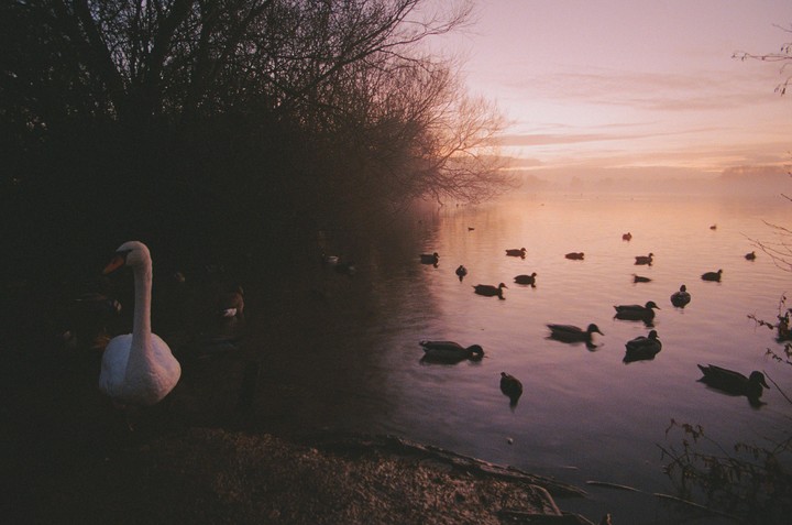 A swan stands on the shore of a lake with many ducks swimming in the water at dusk.