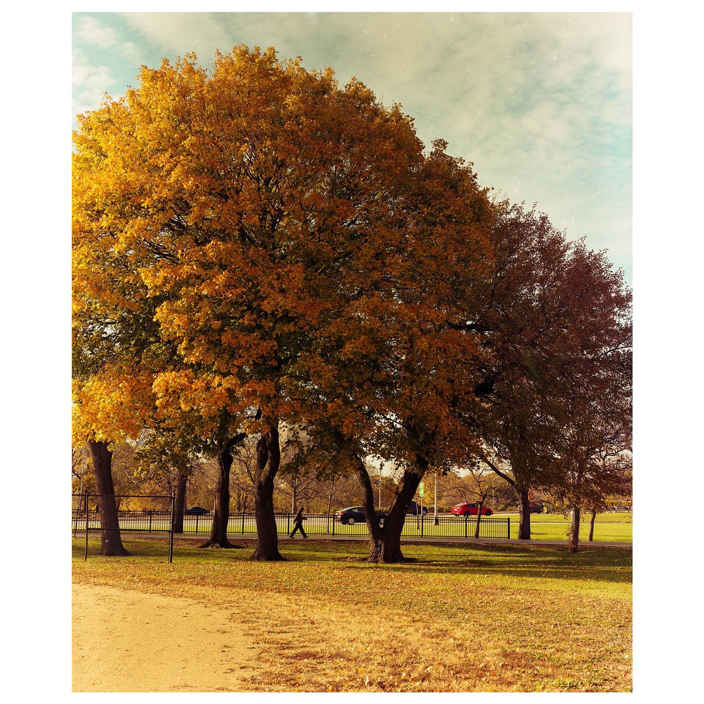 A person walks on a path next to a road with cars, with trees displaying autumn foliage in the foreground.