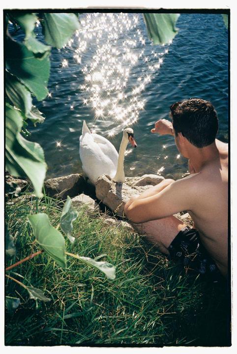 A man sits by a lake with a swan, with sunlight sparkling on the water.