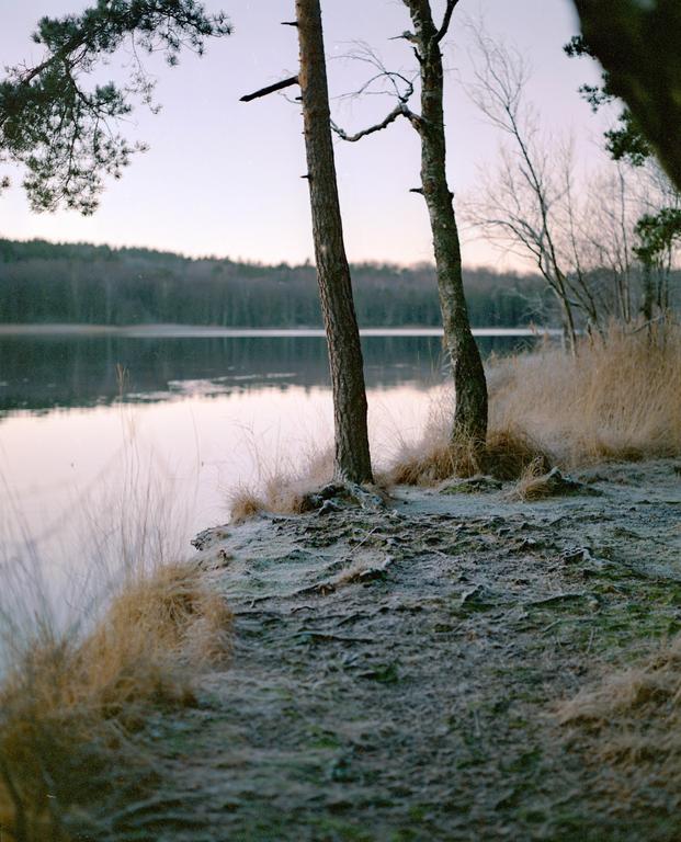 Two trees stand on a frosty bank beside a calm lake, with a forest in the background under a pale sky.