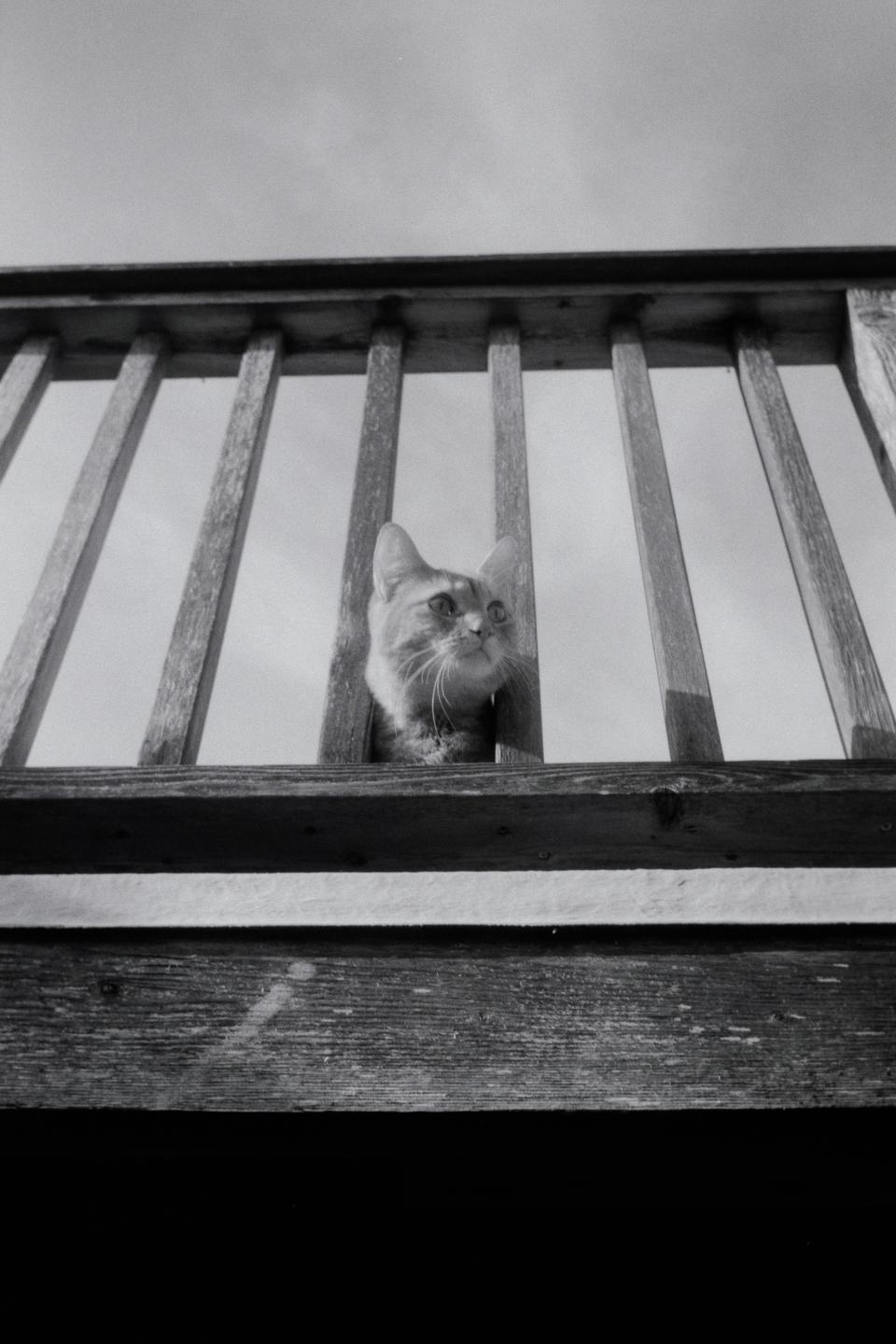 A cat looks up from behind a wooden railing against a bright sky.