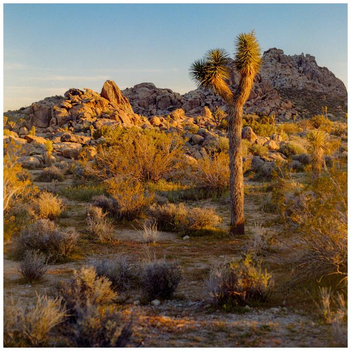 A Joshua tree stands tall in a desert landscape with rocky hills in the background during golden hour.